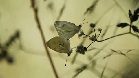 Mariposas Mariposas