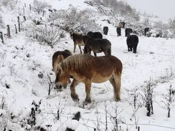 Caballos entre la nieve en la cordillera Cantábrica Caballos entre la nieve en la cordillera Cantábrica