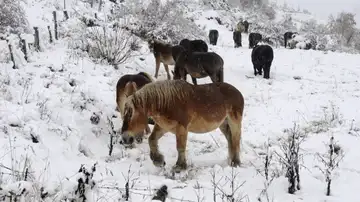 Caballos entre la nieve en la cordillera Cantábrica Caballos entre la nieve en la cordillera Cantábrica