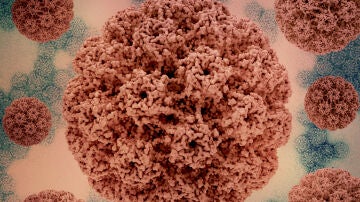 Virus del papiloma humano