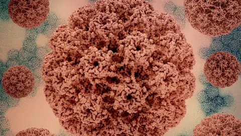 Virus del papiloma humano Virus del papiloma humano