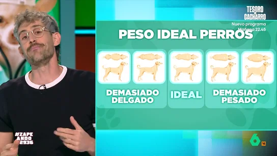 ¿Ozempic para perros y gatos? Esto es lo que opina el veterinario Víctor Algra ¿Ozempic para perros y gatos? Esto es lo que opina el veterinario Víctor Algra