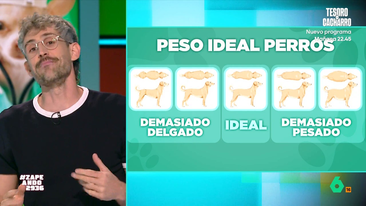 ¿Ozempic para perros y gatos? Esto es lo que opina el veterinario Víctor Algra
