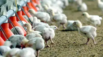 Gripe aviar Gripe aviar