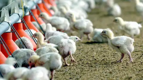 Gripe aviar Gripe aviar