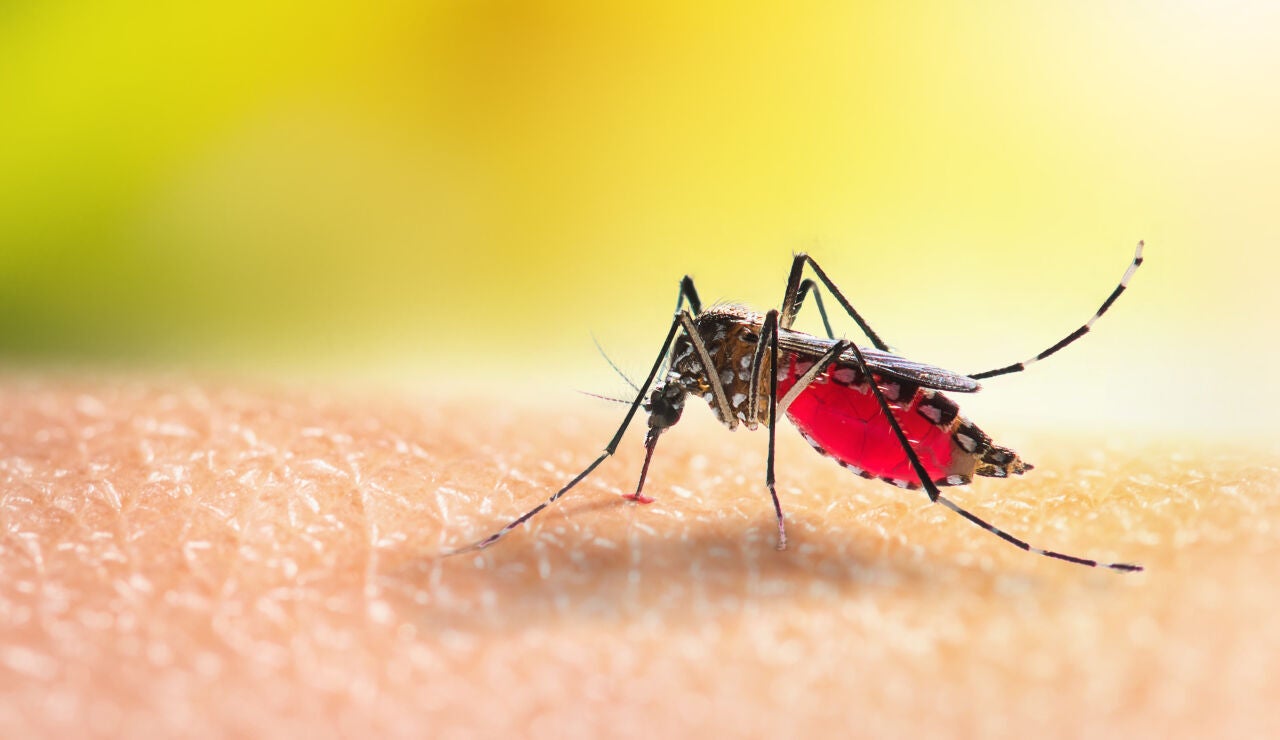 Mosquito