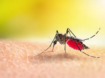 Mosquito Mosquito