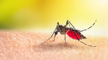 Mosquito
