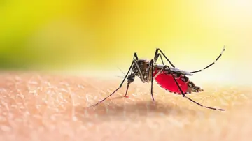 Mosquito Mosquito