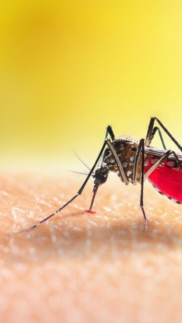 Mosquito