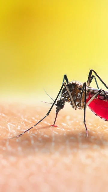 Mosquito