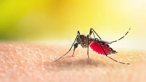 Mosquito Mosquito