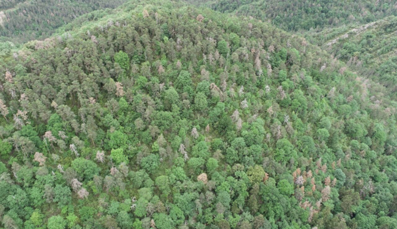 &Aacute;rboles