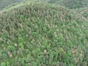 Árboles Árboles