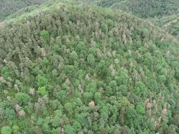 Árboles Árboles