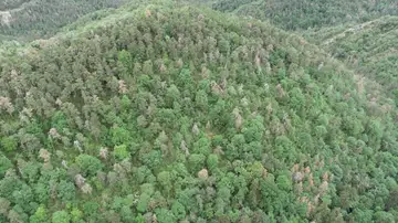 Árboles Árboles