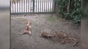 Tortuga