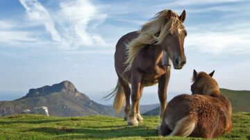 Caballos