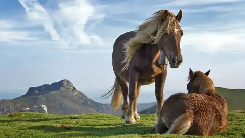Caballos Caballos