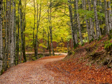 Selva de Irati, Navarra