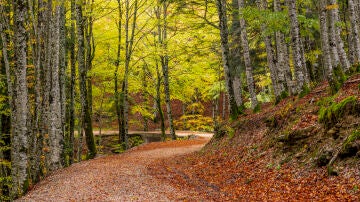 Selva de Irati, Navarra