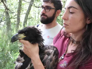 Pollo de pigargo europeo Pollo de pigargo europeo