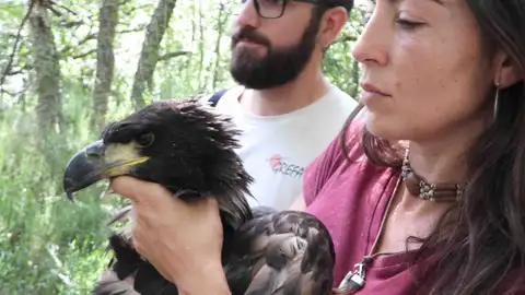 Pollo de pigargo europeo Pollo de pigargo europeo