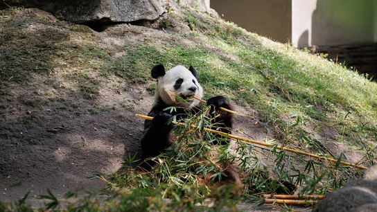 Imagen de un oso panda Imagen de un oso panda