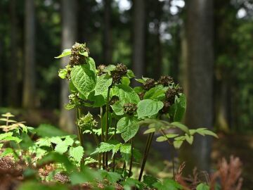 Ejemplar salvaje de la planta Vincetoxicum nakaianum