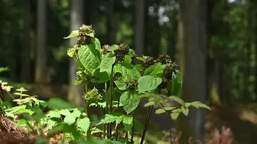 Ejemplar salvaje de la planta Vincetoxicum nakaianum Ejemplar salvaje de la planta Vincetoxicum nakaianum