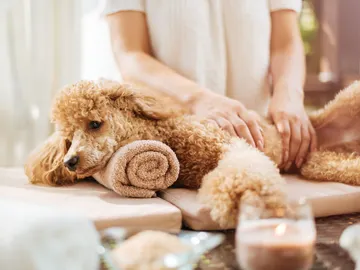 Perro disfrutando de un masaje en spa Perro disfrutando de un masaje en spa