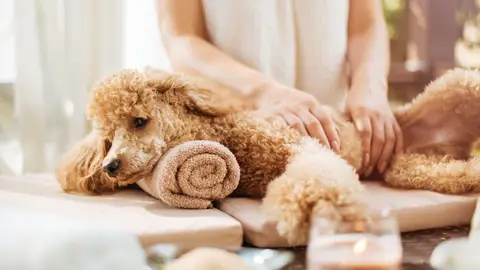 Perro disfrutando de un masaje en spa Perro disfrutando de un masaje en spa