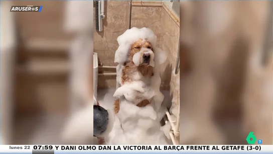 El cómico vídeo del Golden Retriever más paciente del mundo en 'la fiesta de la espuma' El cómico vídeo del Golden Retriever más paciente del mundo en 'la fiesta de la espuma'