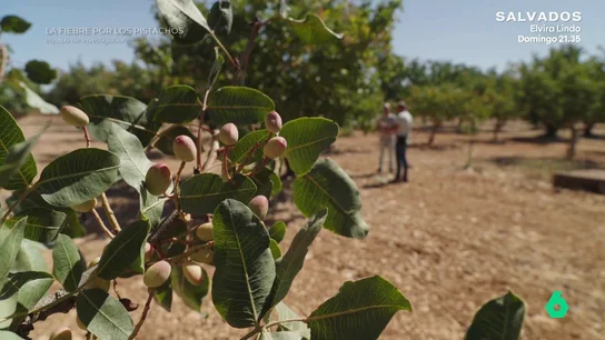 Un laboratorio manchego, a la caza el pistacho perfecto: así es su método con el que ya han prosperado siete variedades Equipo de Investigación visita Ciudad Real, donde se plantaron los primeros pistachos españoles. Allí habla con Julián, un ingeniero que recuerda cómo llegó el pistacho a España y los avances de su laboratorio en busca del fruto perfecto.