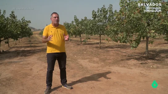 La fiebre del pistacho, a ritmo imparable: "Lo que se está plantando en el mundo no es suficiente para cubrir la demanda" Equipo de Investigación se traslada hasta Jaén para hablar con Juan Villar, un consultor que asesora a aquellos agricultores que se plantean cambiar sus cultivos de olivos por pistachos, en busca de mayor rentabilidad.