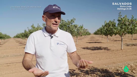 La rentabilidad de los cultivos de pistacho, "buenos números" pero no para impacientes: "Esto no es un negocio pelotazo" Equipo de Investigación visita Iberopistacho, una de las mayores plantaciones de pistacho de España. Allí descubre cómo es la rentabilidad de un negocio al alza en el que invierten desde futbolistas de primera división hasta empresarios.