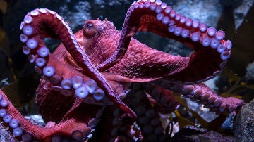 Imagen del pulpo Ghost
