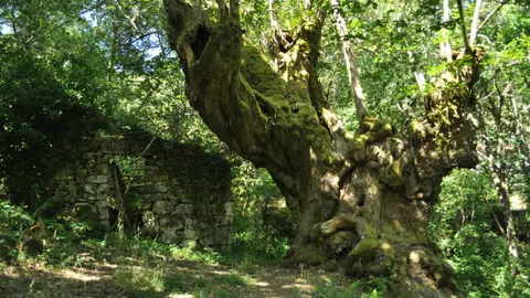 Castaño de Entrambosríos Castaño de Entrambosríos