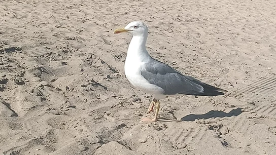 Imagen de archivo de una gaviota. Imagen de archivo de una gaviota.