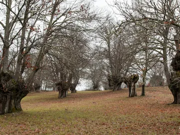 Souto de Rozavales Souto de Rozavales