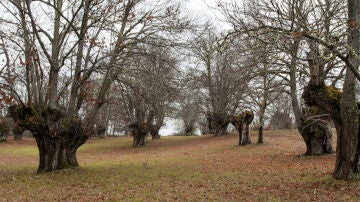 Souto de Rozavales