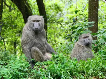 Una pareja de babuinos Una pareja de babuinos