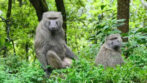 Una pareja de babuinos Una pareja de babuinos