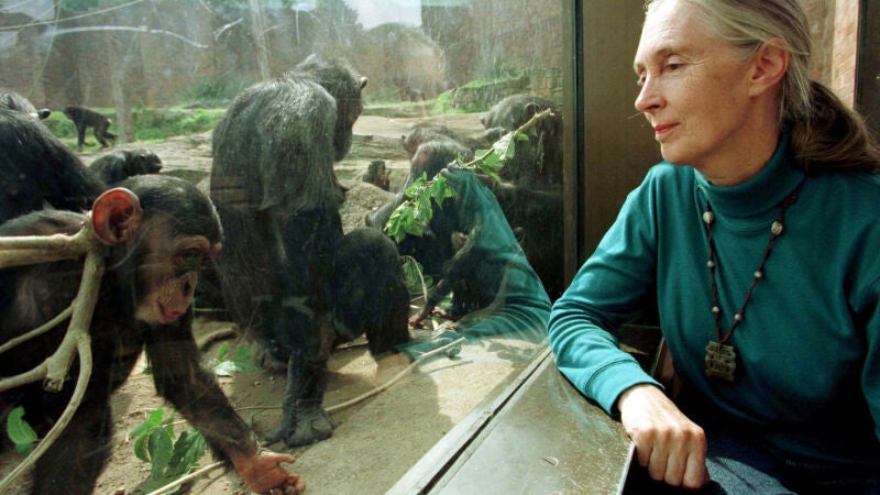 Así fue la vida de Jane Goodall, la primatóloga que descubrió el mundo secreto de los chimpancés