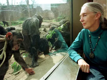 Jane Goodall Jane Goodall