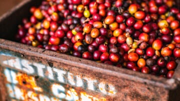 Granos de café de Costa Rica