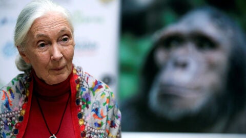 Jane Goodall