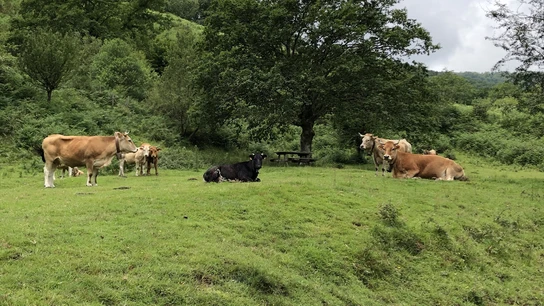 Vacas en un prado. Vacas en un prado.