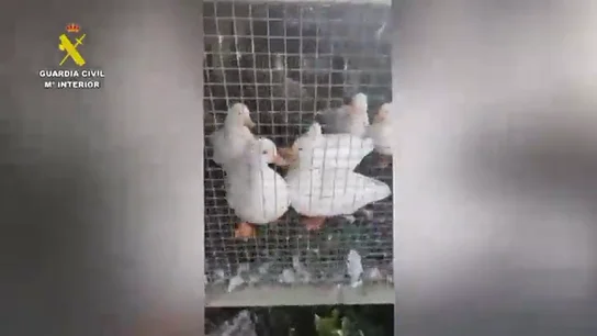 La Guardia Civil desmantela un criadero clandestino en A Coruña con 250 cadáveres de animales La Guardia Civil desmantela un criadero clandestino en A Coruña con 250 cadáveres de animales