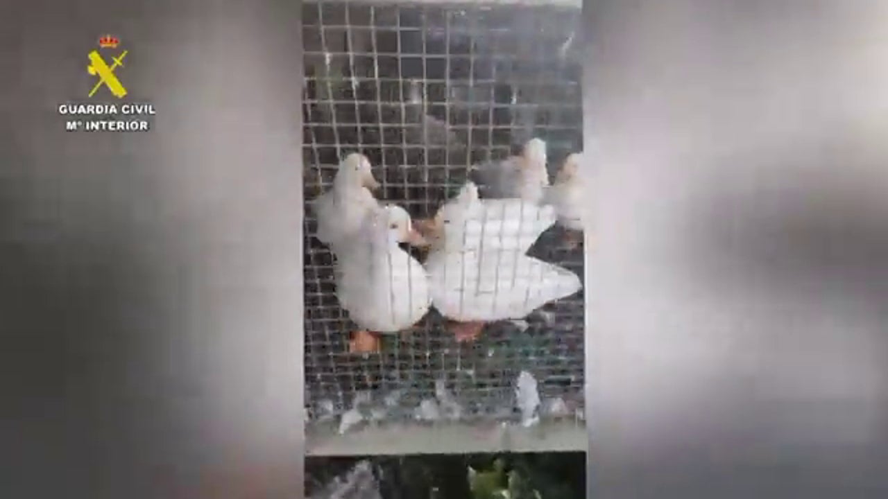 La Guardia Civil desmantela un criadero clandestino en A Coruña con 250 cadáveres de animales